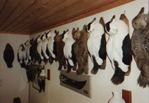 Stuffed gnomes for sale - Eider, Goosander, Goldeneye.
